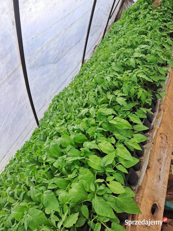 sprzedam pomidory Pozostałe Wawrzeńczyce