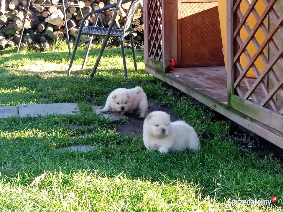 Chów chow szczeniaki Jasienica Dolna