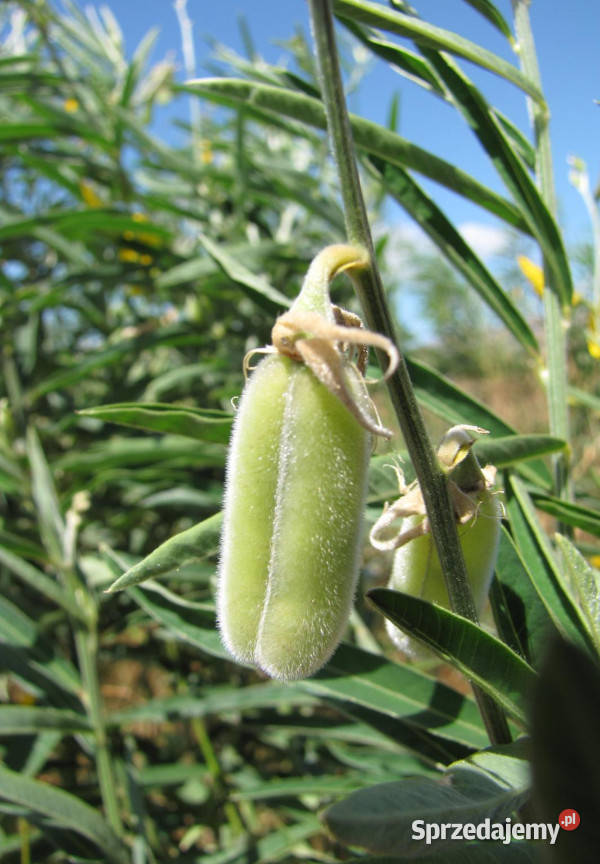 KROTOLARIA RÓZGOWATA Crotalaria juncea NASIONA Lubanie sprzedam