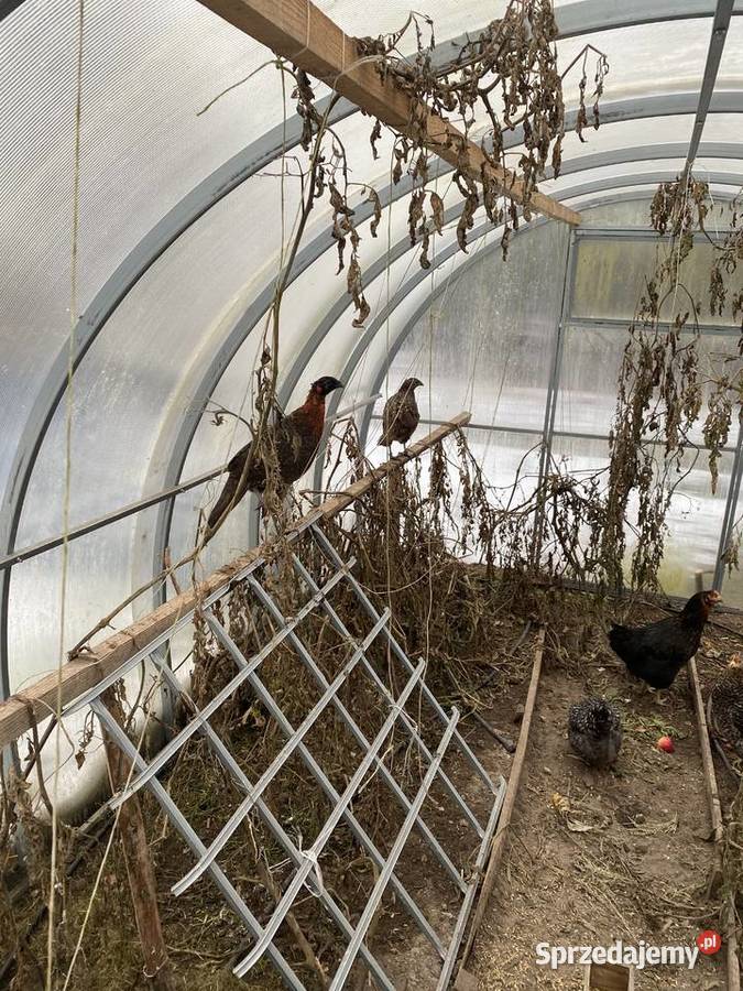 Tragopan satyr samica Tomczyn