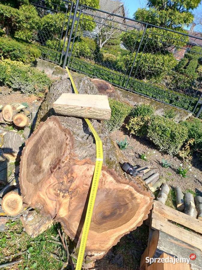 Kloc z orzecha Sietesz