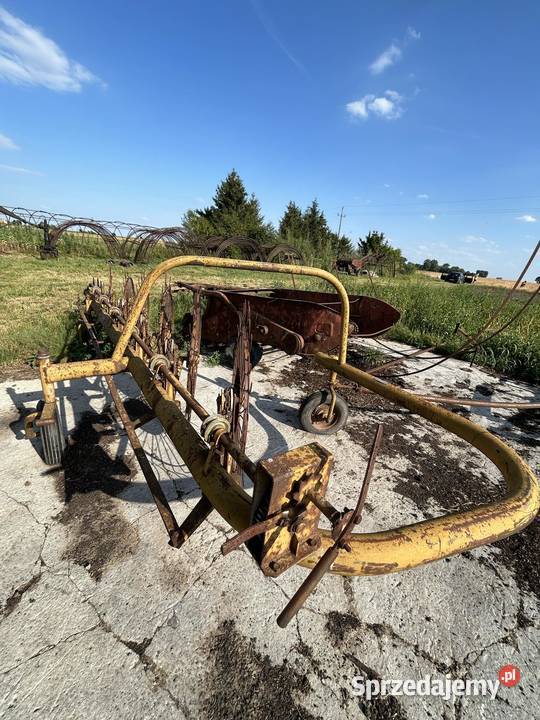 Wały posiewne Cambridge i nie opis Plecka Dąbrowa sprzedam