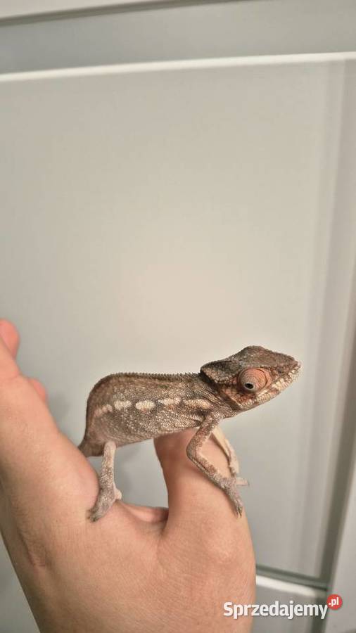 Kameleon lamparci Ambilobe Red Bar samiczka Gady i płazy Dzikowo