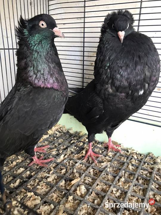 Garłacze Górnośląskie koroniaste Ptaki Przeginia