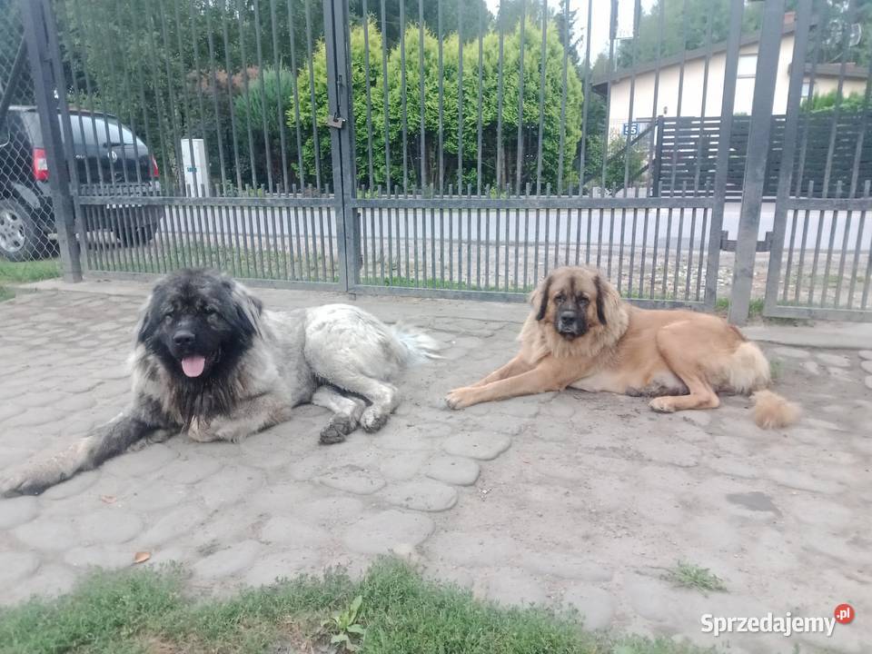 Owczarek kaukaski Grodzisk Mazowiecki sprzedam