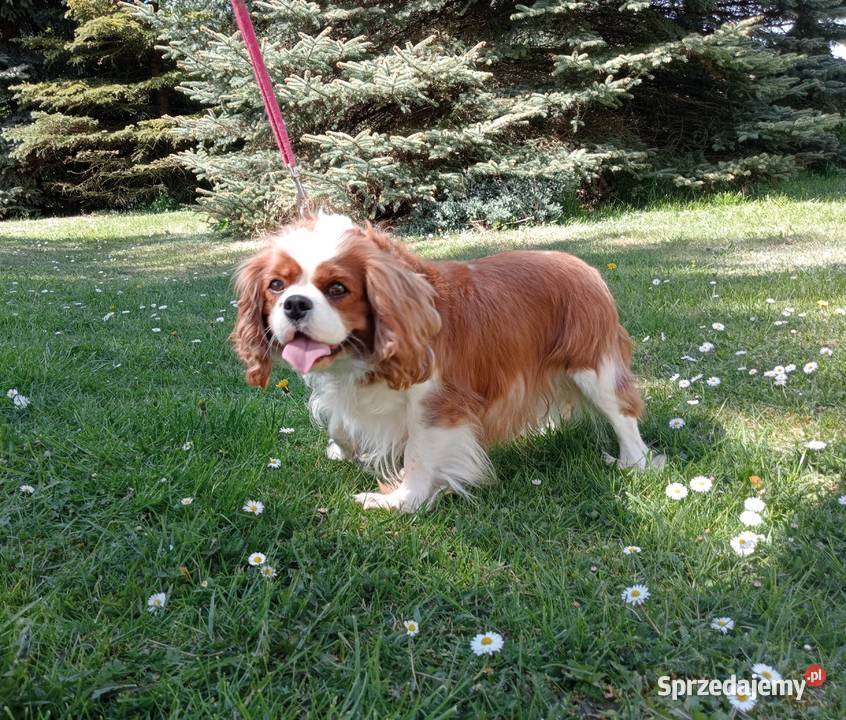 Cavalier King Charles Spaniel suczka Tricolor