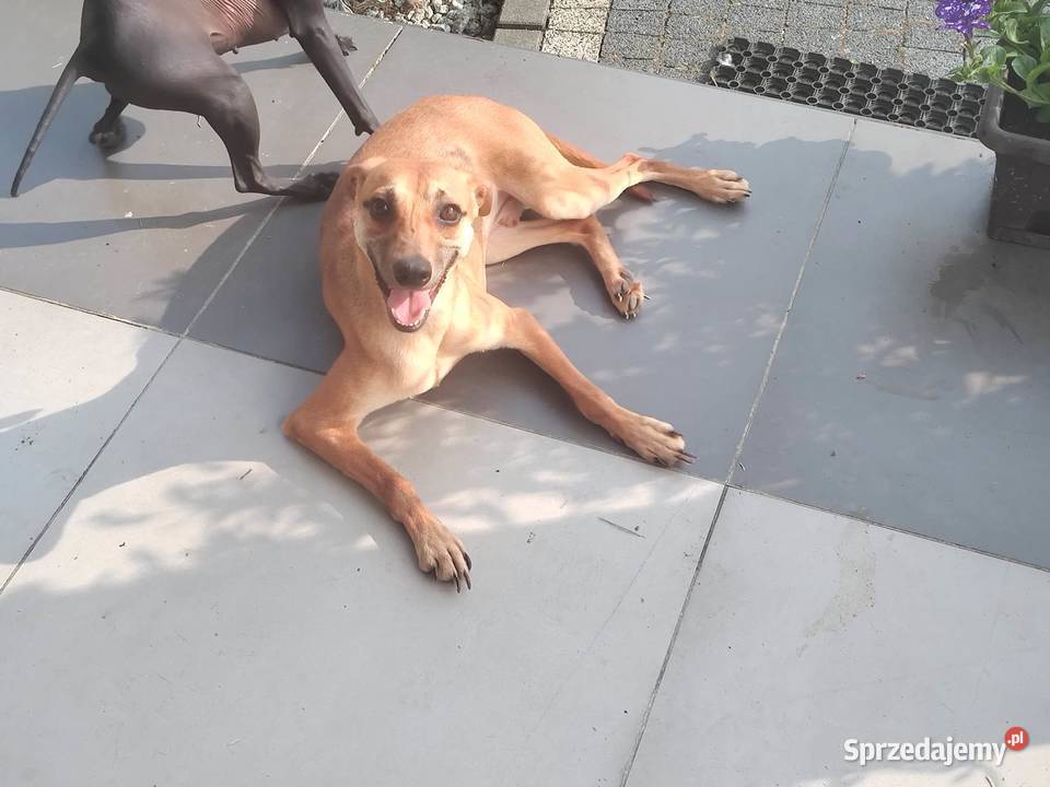 Xolo Meksykańczyk sprzedam