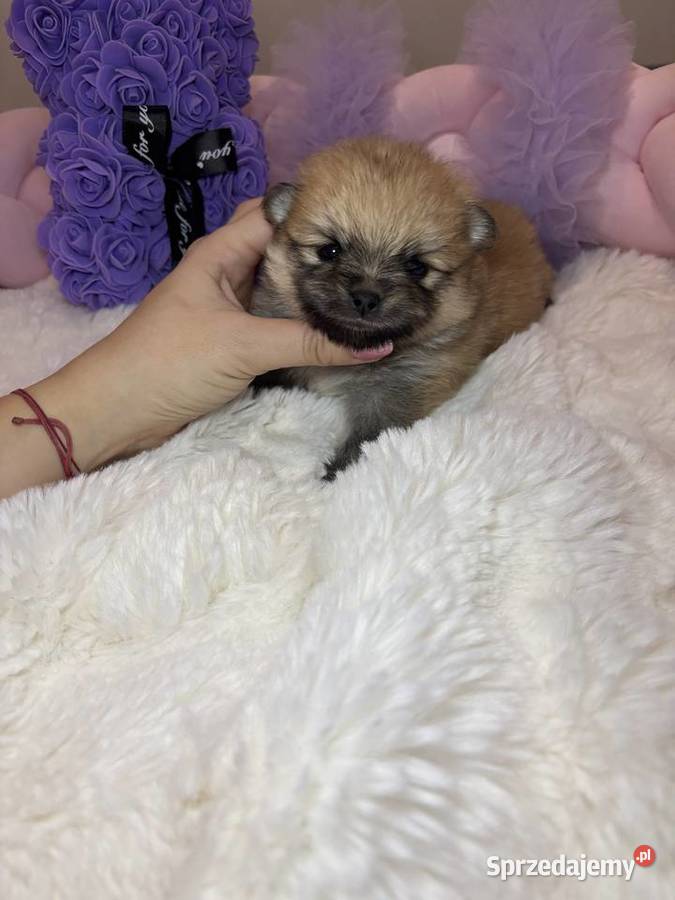 Suczka szpic miniaturowy pomeranian Orange łódzkie Bełchatów