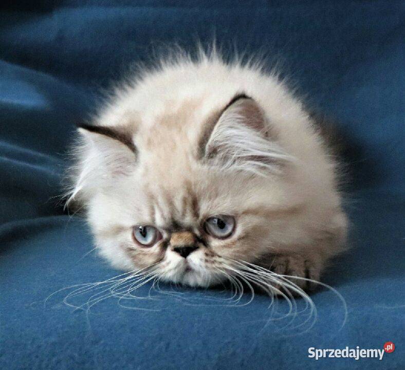 Piękne koteczki persy pointy himalaje Warszawa
