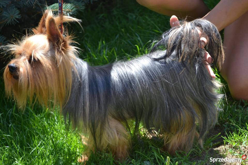 Prześliczny piesek rasy York z rodowodem FCI Gorlice