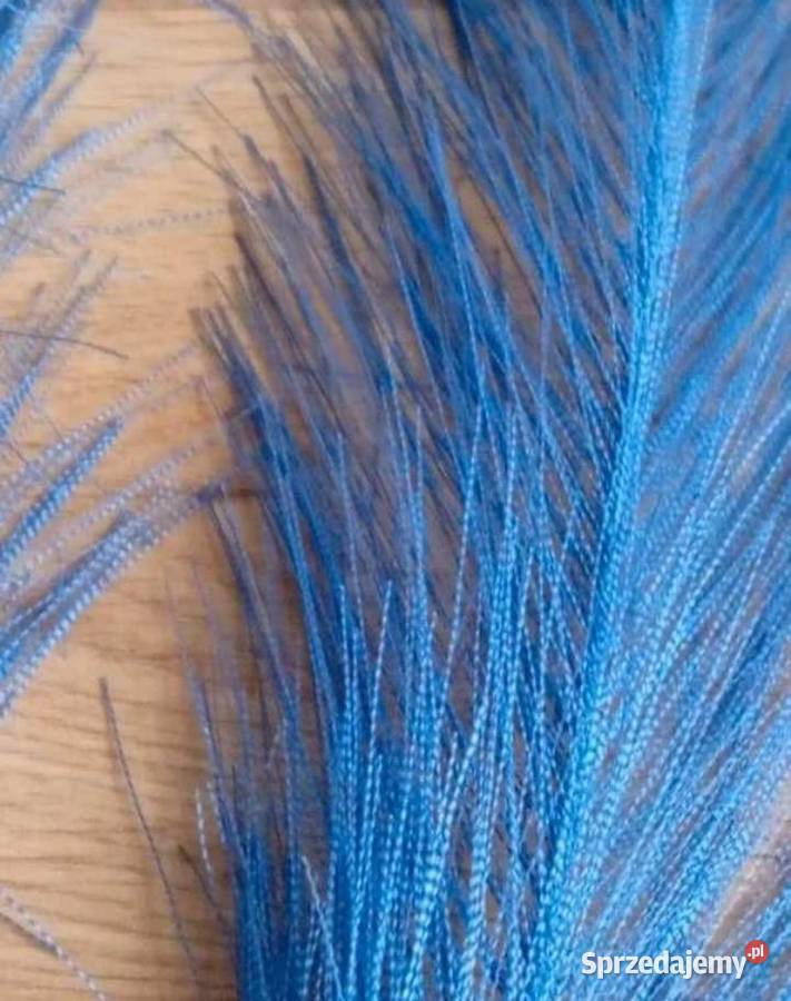 Niebieska trawa pampasowa 20 sztuk Szczecinek