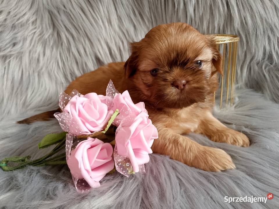 Piękna suczka shih tzu szuka domku Namysłów