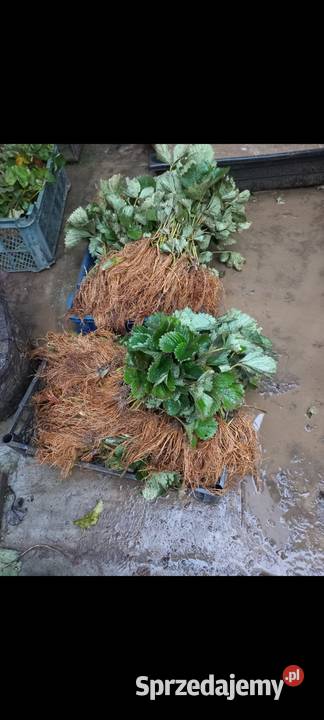 Sadzonki truskawek Verdi Słubice