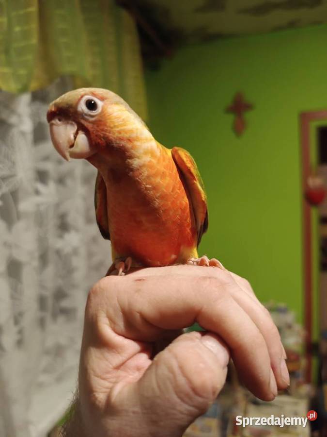 Papugi rudosterki ręcznie karmione śląskie Tychy