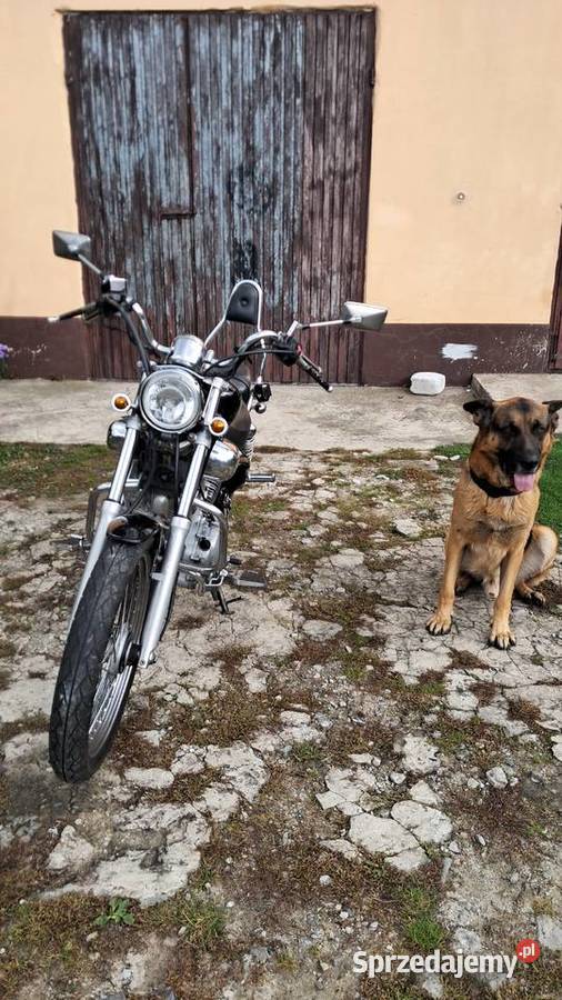 Yamaha Virago 535cc nieuszkodzony Yamaha Lubaczów