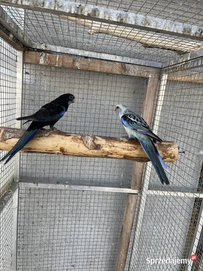 Rozelle białolice Sośnicowice