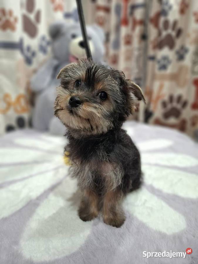 Yorkshire terrier wielkopolskie Psary Małe sprzedam