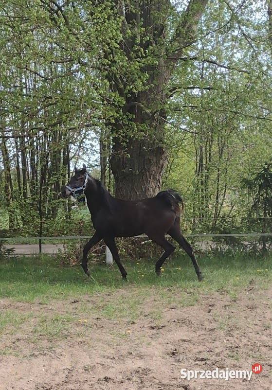 Na sprzedaż klacz czystej krwi arabskiej Przechlewo sprzedam