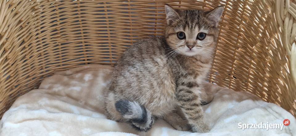 Kocurek Brytyjski złocisto pręgowany Brytyjski Katowice