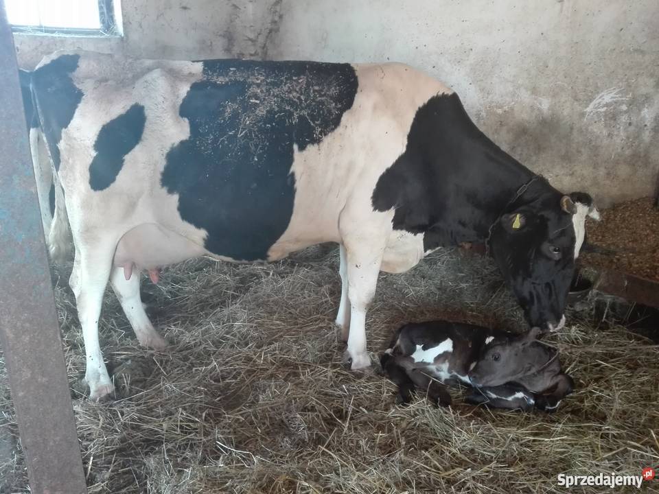 Sprzedam krowy Bydło mleczne Abramów