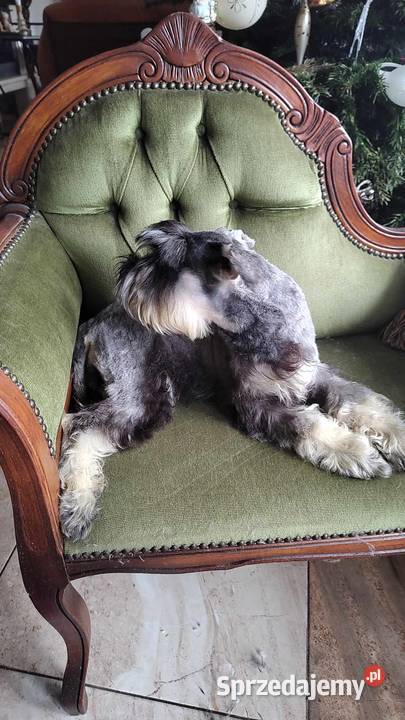 Sznaucer Miniatura rodowodowe szczenięta Radomsko