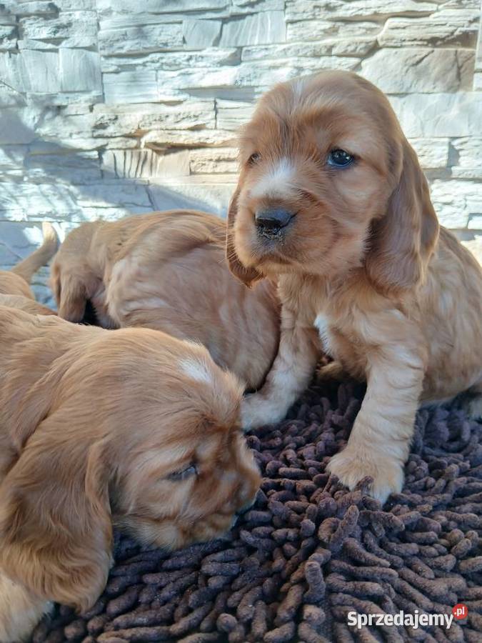 Śliczne Szczenięta Cocker Spaniel Angielski łódzkie Sieradz