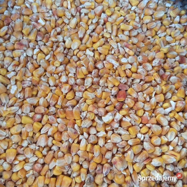 Kukurydza ziarno zmielona karma kur ryb ptaków kujawsko-pomorskie Złotniki Kujawskie