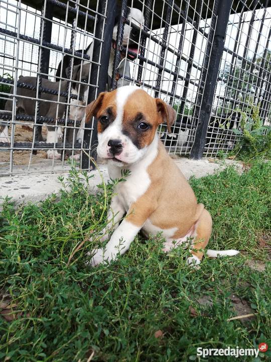 Oddam szczeniaki amstaff Sieprawki