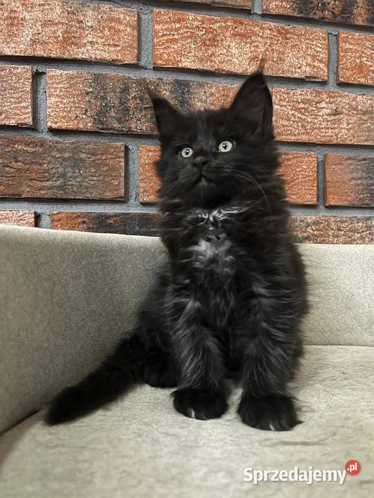 Kocur Leo Maine Coon Szembruk