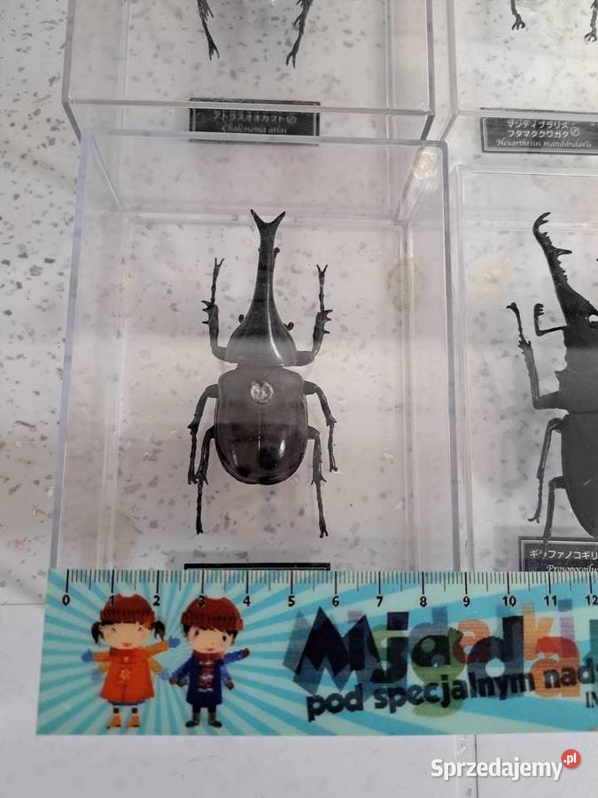 Kolekcja owadów Leszczyny