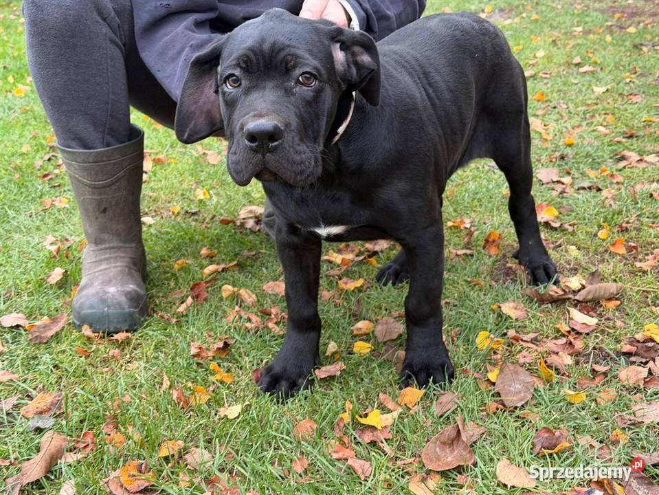 Cane Corso