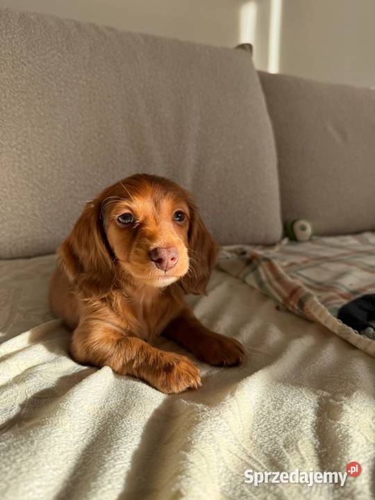 Jamnik długowłosy miniaturowy gold gen kremowy łódzkie