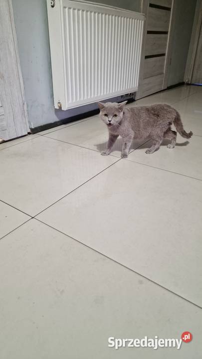 Kotka brytyjskiego Bydgoszcz