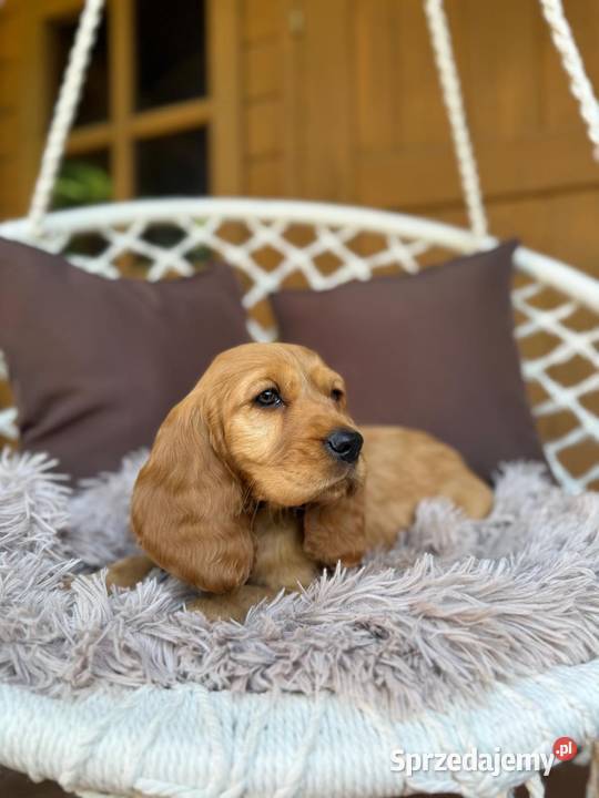 Piękny złoty piesek Cocker Spaniel Angielski Katowice