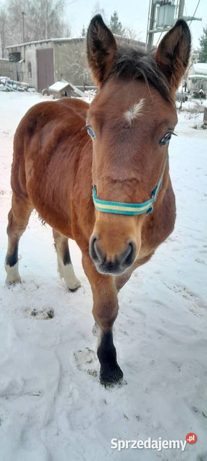 Sprzedam ogierka mazowieckie Dobrzankowo