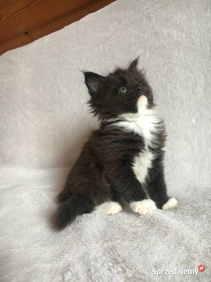 Kocięta Maine Coon wielkie koty