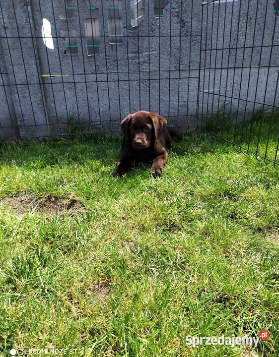 Suczka labradora Piątek