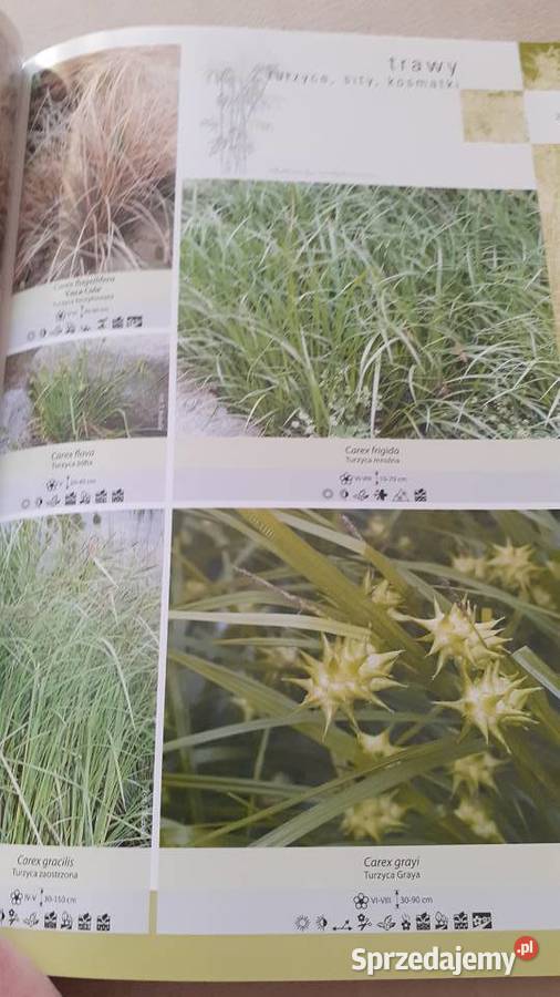 Trawy turzyce sity kosmatki Szczecin sprzedam
