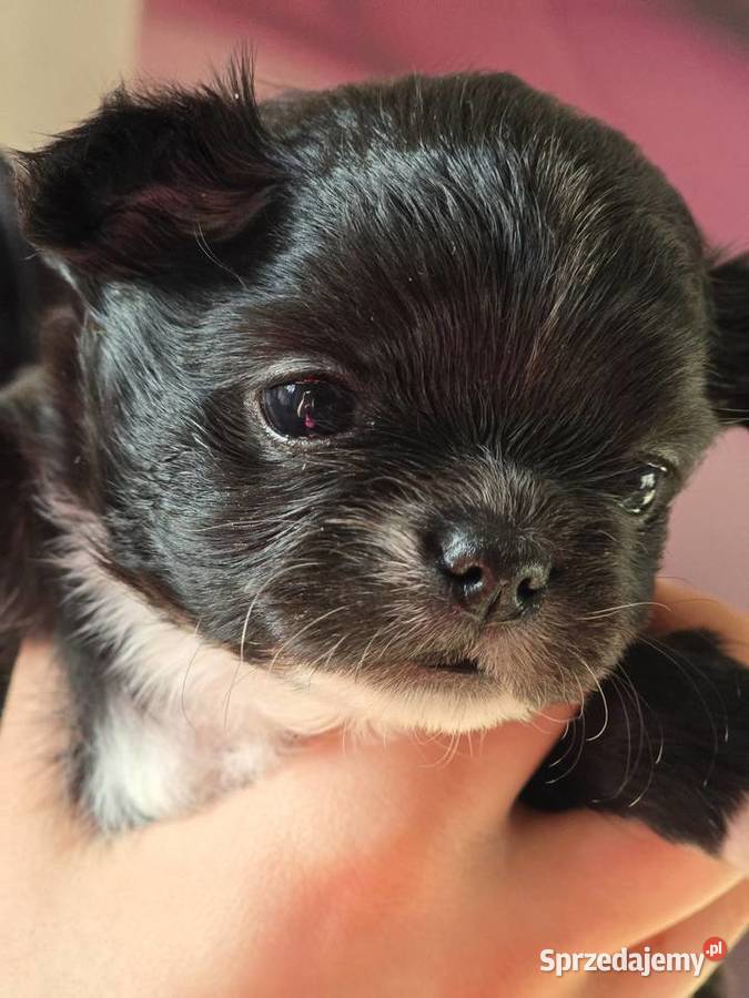 Chihuahua Czarna Maleńka Sunia Bielsko-Biała