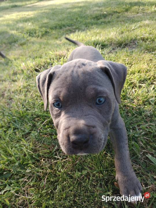 Amstaff SUCZKA American staffordshire terrier kujawsko-pomorskie Zamek Bierzgłowski