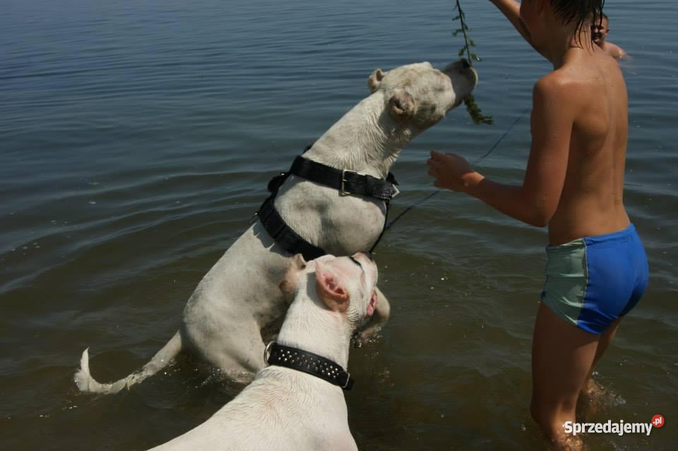 Szczenieta Dogo ArgentinoDog Argentynski Champio Dąbrowica