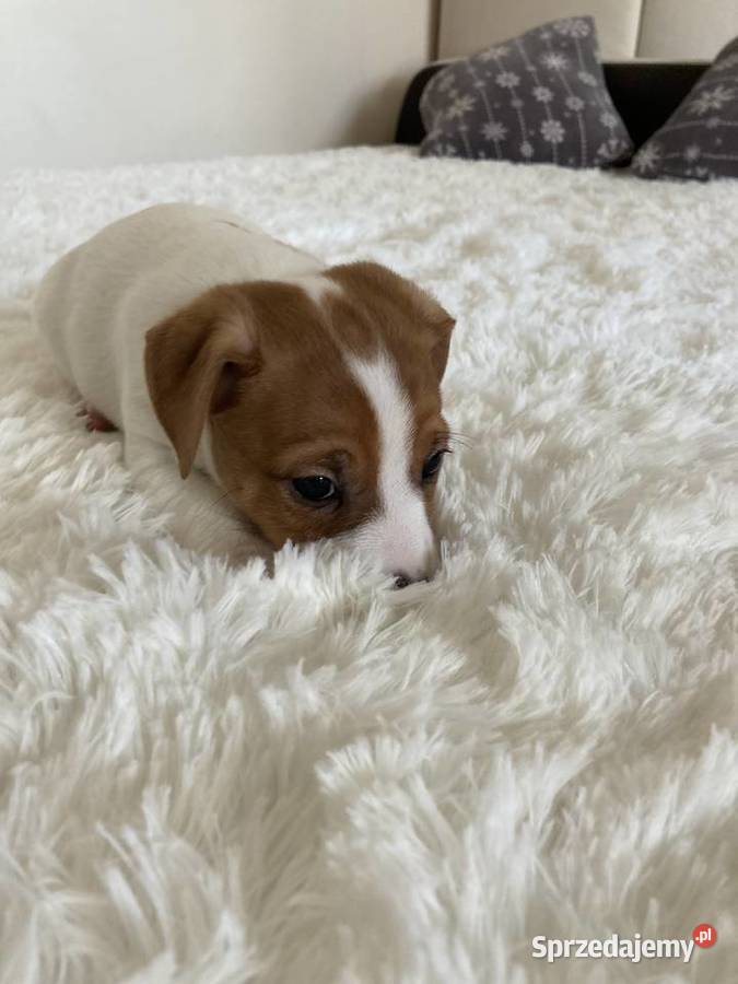 Jack Russell Terrier gładkowłosy