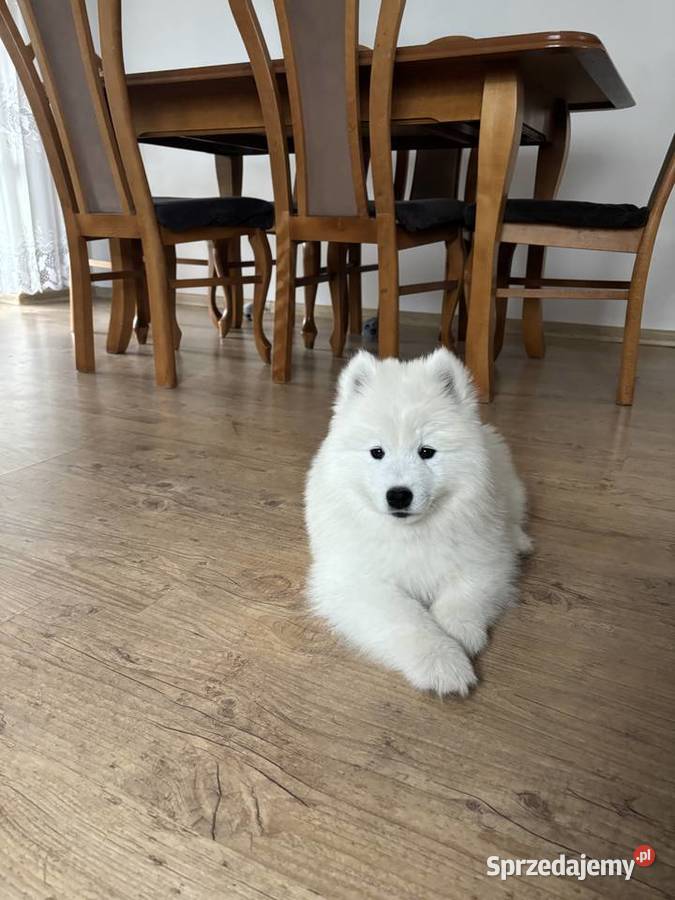 Śliczny piesek Samoyed