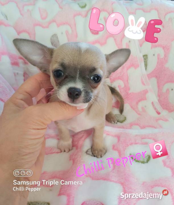 Biszkoptowa z liliowym odcieniem krótkowłosa Chihuahua Wałbrzych