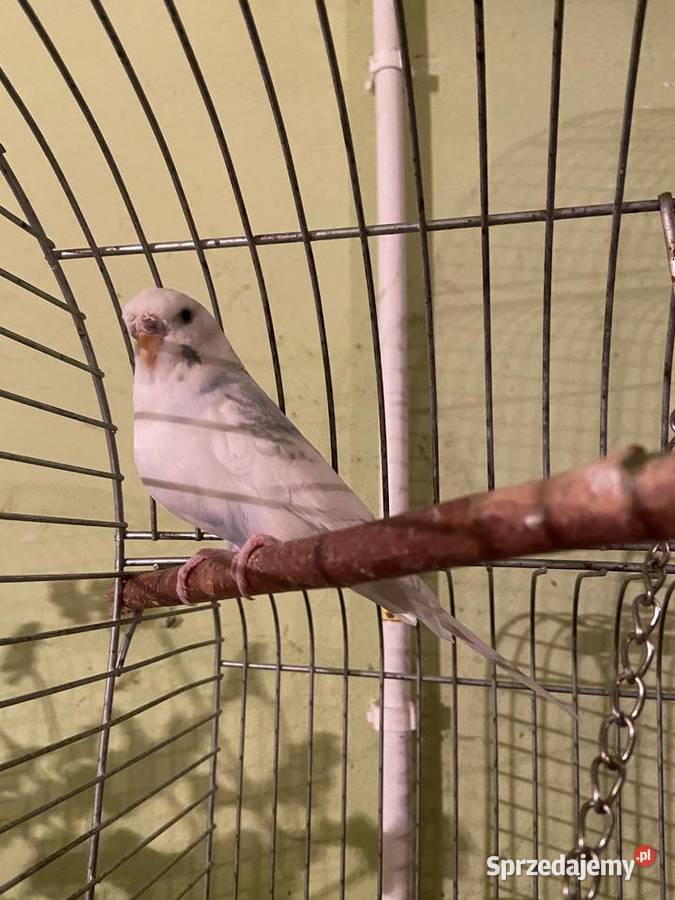 Sprzedam papugę falistą Krzczonów sprzedam