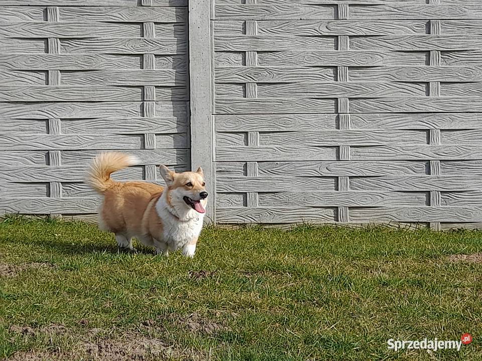 Welsh Corgi Pembroke szczenięta FCI Psy Kielce