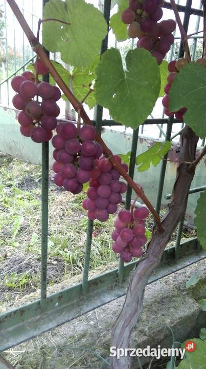 Sprzedam Sadzonki Winogrona Odmiany Swedson Red Chynów