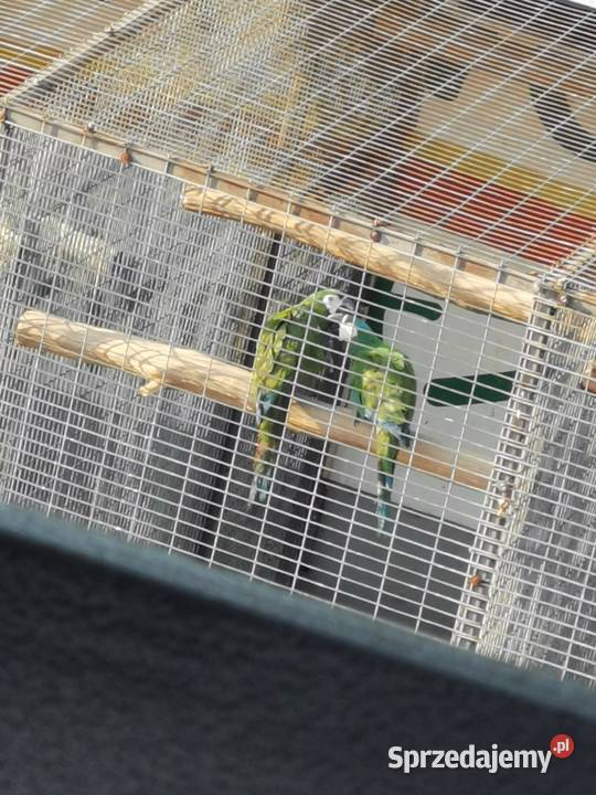 Ara Marakana Ary Marakana 2022r Para Grodzisk Wielkopolski