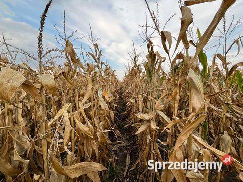 Nasiona kukurydzy P9944 ziarnokiszonka fao Mogilno