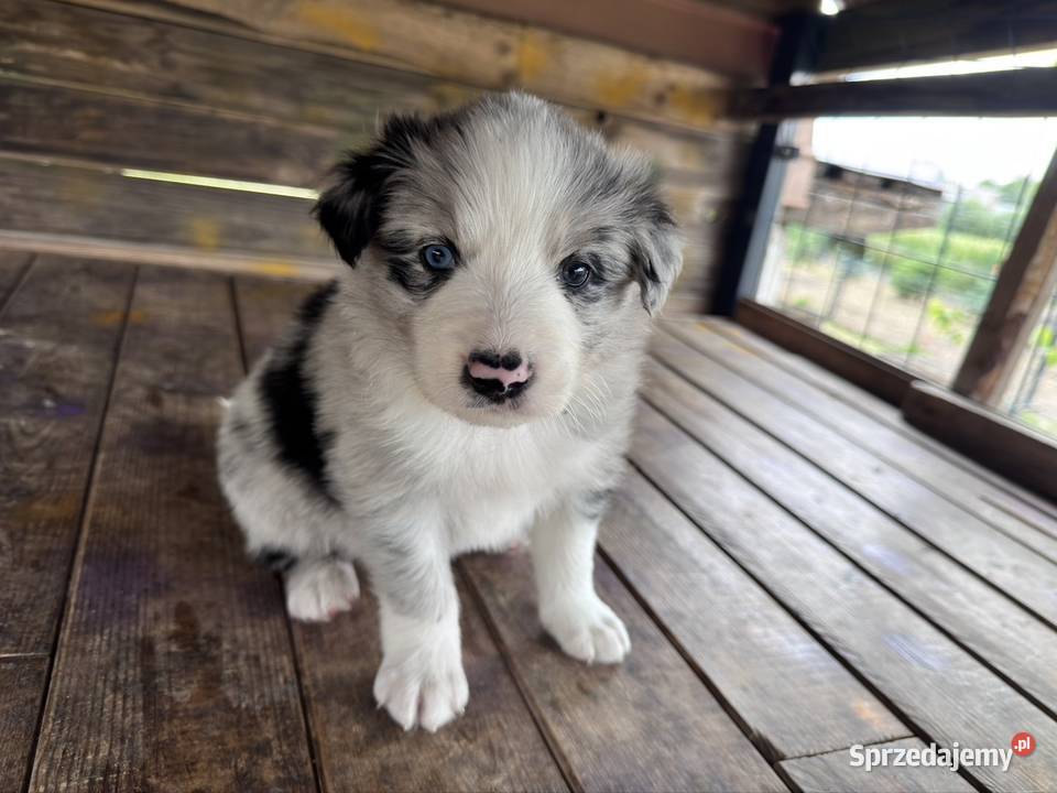 Border Collie suczka blue merle